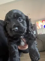Loki Jr. , a male Cocker Spaniel for sale in Montebello, CA – 1 of 2