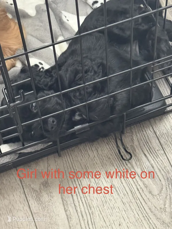 Indy – Cocker Spaniel puppy for sale in Montebello, CA
