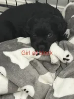 Lady , a female Cocker Spaniel for sale in Montebello, CA – 1 of 2