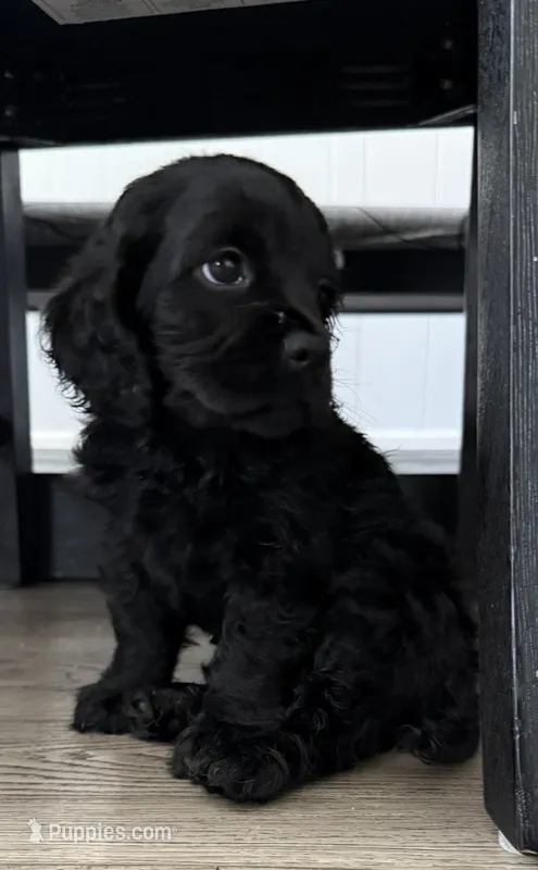 Lady  – Cocker Spaniel puppy for sale in Montebello, CA