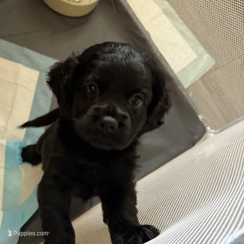 Cupcake  – Cocker Spaniel puppy for sale in Montebello, CA