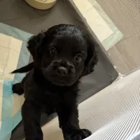 Lady , a female Cocker Spaniel for sale in Montebello, CA – 2 of 2