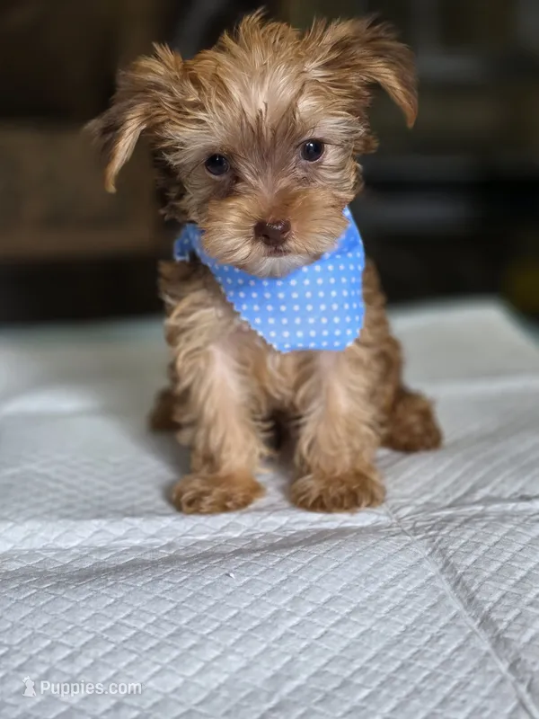 Gold Boy 2 – Yorkshire Terrier puppy for sale in Aiken, SC