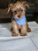Gold Boy 2, a male Yorkshire Terrier for sale in Aiken, SC – 1 of 4