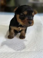 Tiny's Girl , a female Yorkshire Terrier for sale in Aiken, SC – Photo 2 of 2