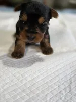 Tiny's Girl , a female Yorkshire Terrier for sale in Aiken, SC – Photo 1 of 2