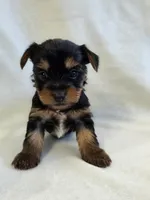 Pepper's Boy 2, a male Yorkshire Terrier for sale in Aiken, SC – Photo 1 of 5