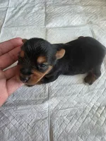 Pepper's Boy 2, a male Yorkshire Terrier for sale in Aiken, SC – Photo 4 of 5