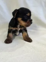 Pepper's Boy 2, a male Yorkshire Terrier for sale in Aiken, SC – Photo 3 of 5