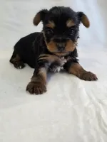 Pepper's Boy 2, a male Yorkshire Terrier for sale in Aiken, SC – Photo 2 of 5