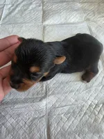 Pepper's Boy 2, a male Yorkshire Terrier for sale in Aiken, SC – Photo 5 of 5