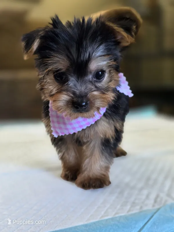 Penny – Yorkshire Terrier puppy on hold in Aiken, SC