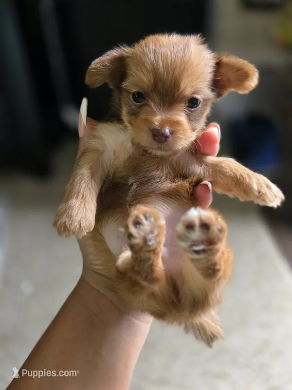 Gold boy 1 – Yorkshire Terrier puppy for sale in Aiken, SC