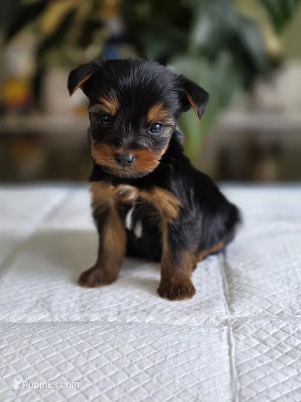 Tiny's Boy 3 – Yorkshire Terrier puppy for sale in Aiken, SC