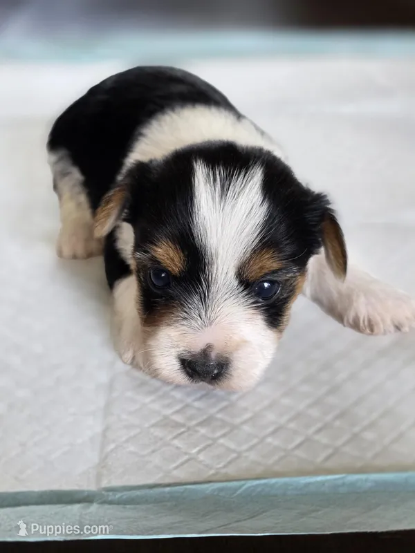 Rosie's Parti Male – Yorkshire Terrier puppy for sale in Aiken, SC