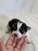 Rosie's Parti Male, a male Yorkshire Terrier for sale in Aiken, SC – Photo 3 of 3