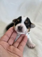 Rosie's Parti Male, a male Yorkshire Terrier for sale in Aiken, SC – Photo 2 of 3