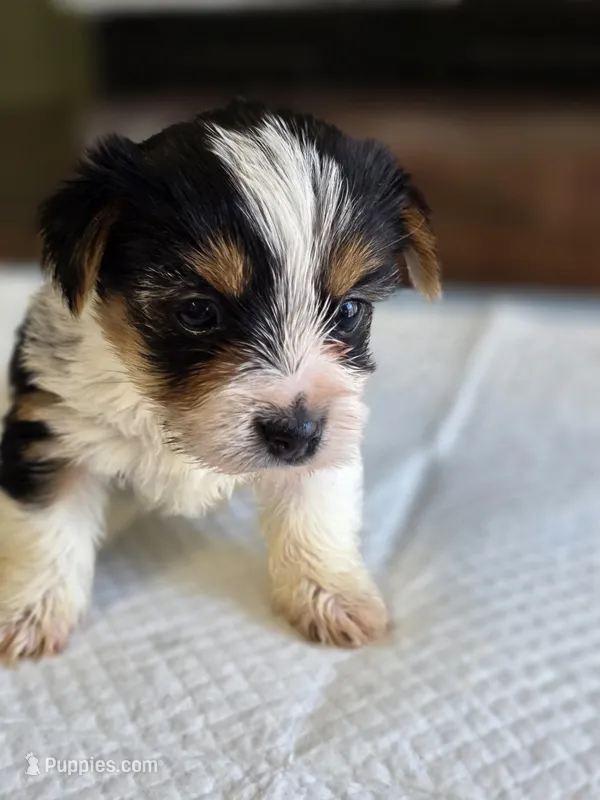 Rosie's Parti Male – Yorkshire Terrier puppy for sale in Aiken, SC