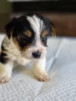 Rosie's Parti Male, a male Yorkshire Terrier for sale in Aiken, SC – Photo 1 of 2