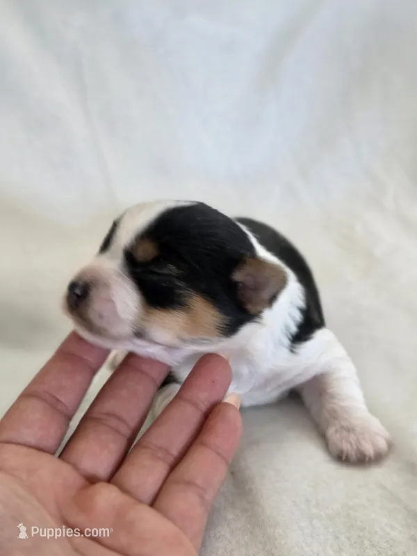 Rosie's Parti Male, a male Yorkshire Terrier for sale in Aiken, SC – Photo 1 of 3