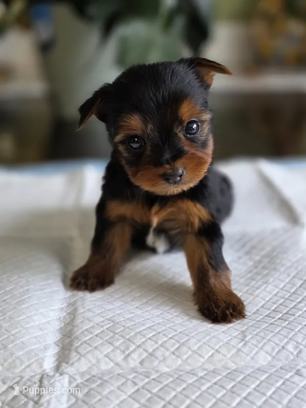 Tiny's Boy 2 – Yorkshire Terrier puppy for sale in Aiken, SC
