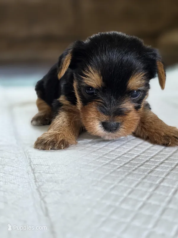 Rosie's Girl 2 – Yorkshire Terrier puppy for sale in Aiken, SC