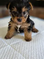 Rosie's Girl 2, a male Yorkshire Terrier for sale in Aiken, SC – Photo 1 of 6