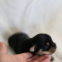 Rosie's Girl 2, a male Yorkshire Terrier for sale in Aiken, SC – Photo 4 of 6