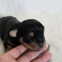 Rosie's Girl 2, a male Yorkshire Terrier for sale in Aiken, SC – Photo 6 of 6