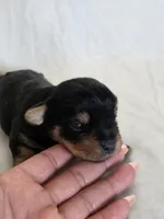 Rosie's Girl 2, a male Yorkshire Terrier for sale in Aiken, SC – Photo 3 of 3