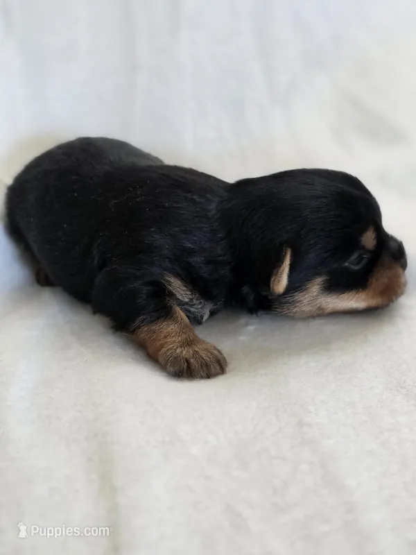 Rosie's Girl 2, a male Yorkshire Terrier for sale in Aiken, SC – Photo 1 of 3