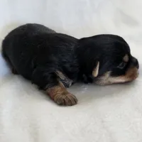 Rosie's Girl 2, a male Yorkshire Terrier for sale in Aiken, SC – Photo 5 of 6