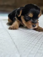 Rosie's Girl 2, a male Yorkshire Terrier for sale in Aiken, SC – Photo 3 of 6