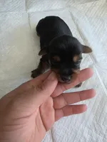 Pepper's Boy 4, a male Yorkshire Terrier for sale in Aiken, SC – Photo 4 of 4