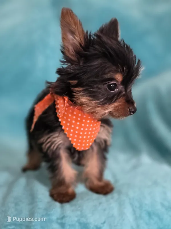 Pepper's Boy 4 – Yorkshire Terrier puppy for sale in Aiken, SC