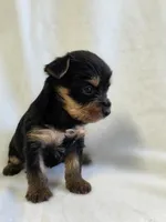 Pepper's Boy 4, a male Yorkshire Terrier for sale in Aiken, SC – Photo 2 of 4