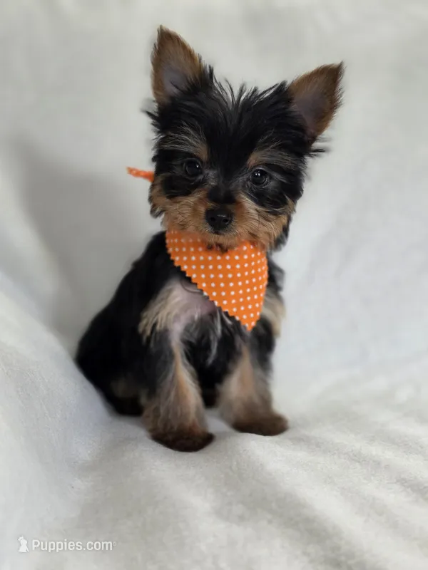 Pepper's Boy 4, a male Yorkshire Terrier for sale in Aiken, SC – Photo 1 of 3