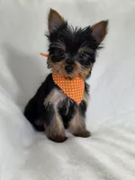 Pepper's Boy 4, a male Yorkshire Terrier for sale in Aiken, SC – Photo 1 of 3