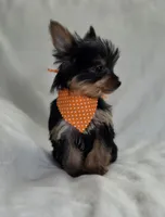 Pepper's Boy 4, a male Yorkshire Terrier for sale in Aiken, SC – Photo 2 of 3