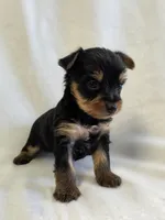 Pepper's Boy 4, a male Yorkshire Terrier for sale in Aiken, SC – Photo 1 of 4