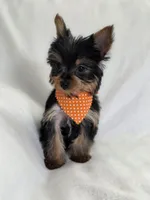 Pepper's Boy 4, a male Yorkshire Terrier for sale in Aiken, SC – Photo 3 of 3