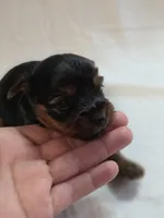 Lilo's girl 1, a female Yorkshire Terrier for sale in Aiken, SC – Photo 1 of 3