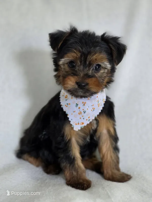 Lilo's girl 1 – Yorkshire Terrier puppy for sale in Aiken, SC