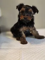 Lilo's girl 1, a female Yorkshire Terrier for sale in Aiken, SC – Photo 1 of 5
