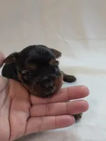 Lilo's girl 1, a female Yorkshire Terrier for sale in Aiken, SC – Photo 3 of 3