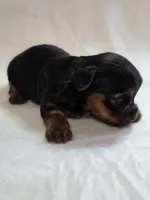 Lilo's girl 1, a female Yorkshire Terrier for sale in Aiken, SC – Photo 2 of 3