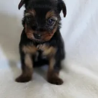 Lilo's girl 1, a female Yorkshire Terrier for sale in Aiken, SC – Photo 5 of 5