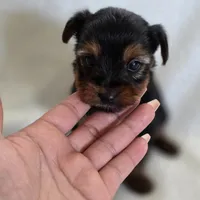 Lilo's girl 1, a female Yorkshire Terrier for sale in Aiken, SC – Photo 4 of 5