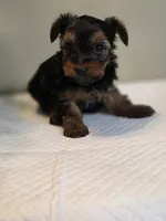 Lilo's girl 1, a female Yorkshire Terrier for sale in Aiken, SC – Photo 2 of 5