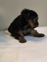 Lilo's girl 1, a female Yorkshire Terrier for sale in Aiken, SC – Photo 3 of 5